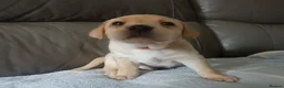 Labrador Retriever dogs for sale: Beautiful Labrador Puppies - Advert 15