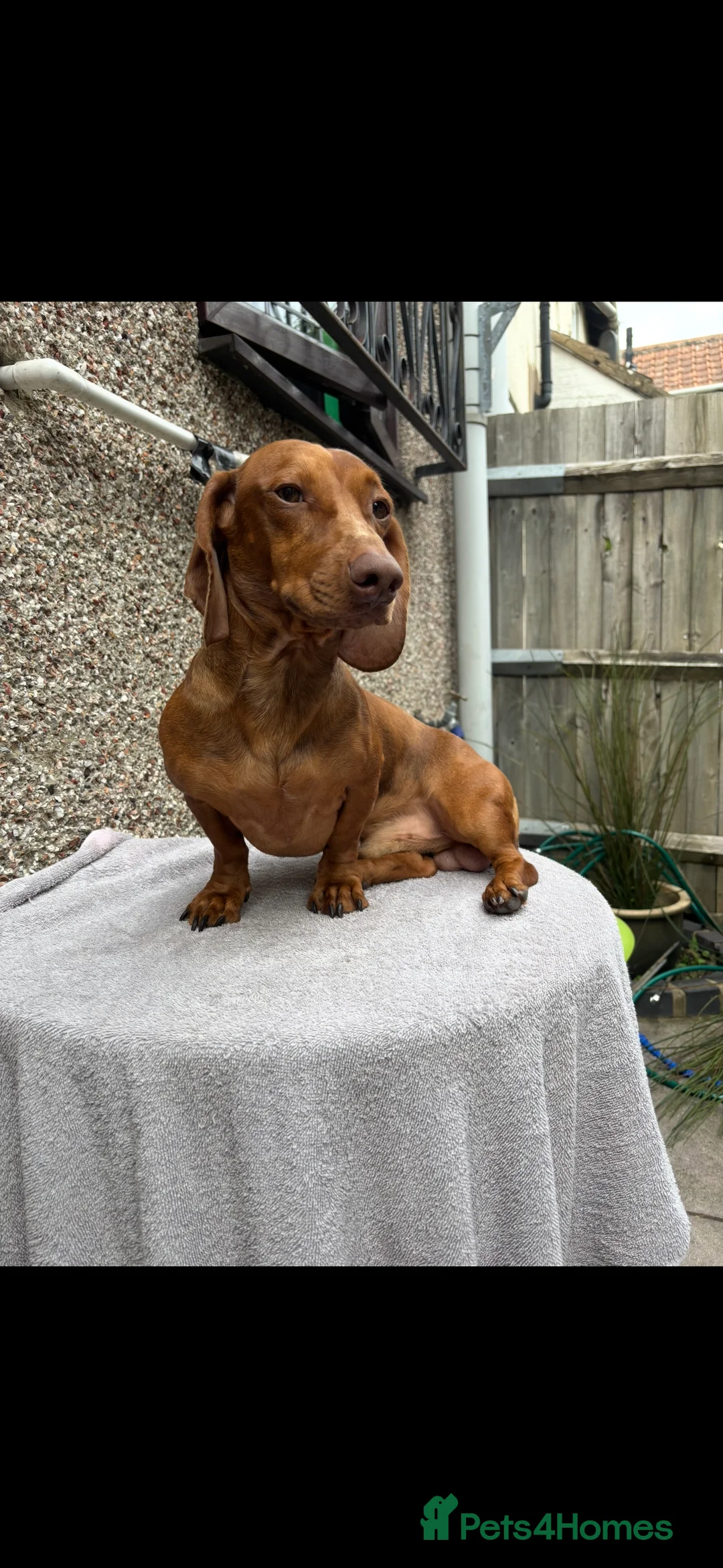 Dachshund dogs for stud: For stud - Advert 4