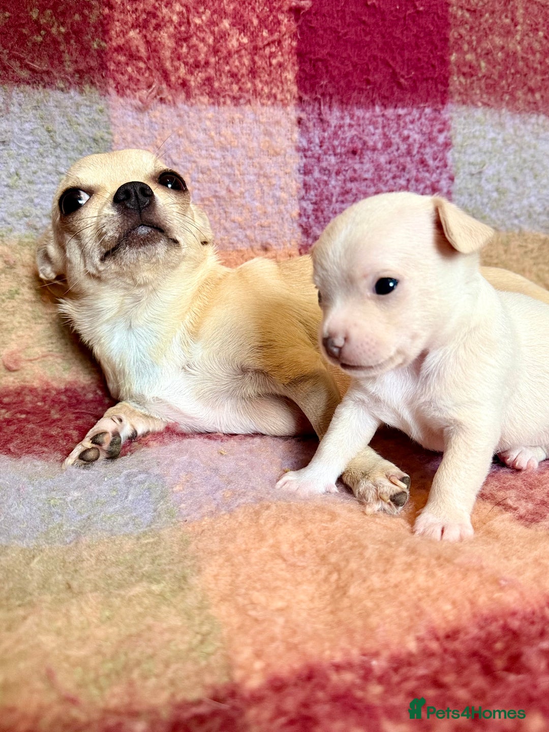 Chihuahua dogs for sale: Beautiful Chihuahua Boys - Image 4