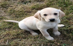 Labrador Retriever dogs for sale: Gorgeous Labrador puppies for sale  - Image 10