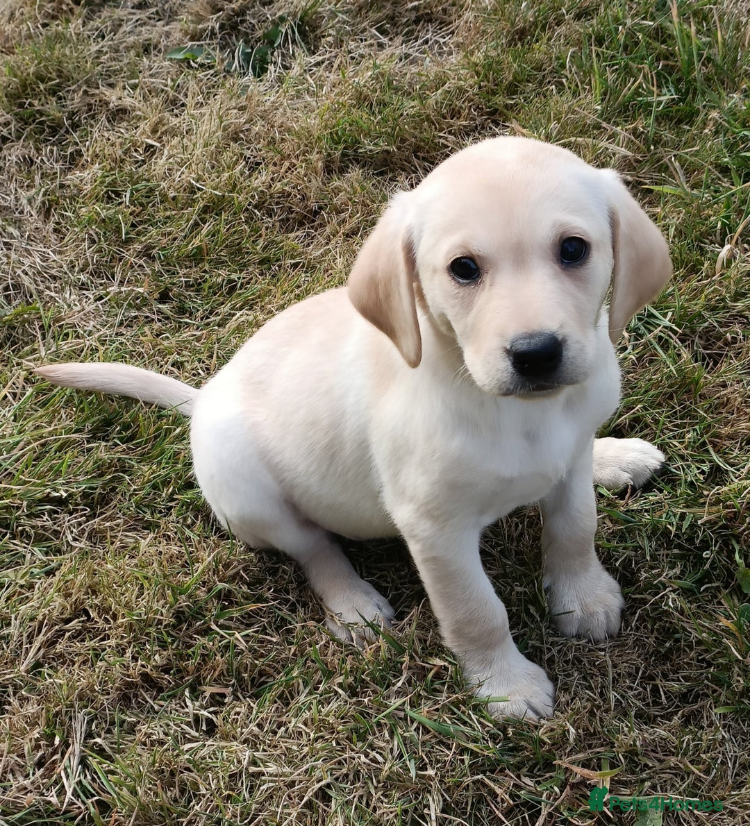 Labrador Retriever dogs for sale: Gorgeous Labrador puppies for sale  - Image 10