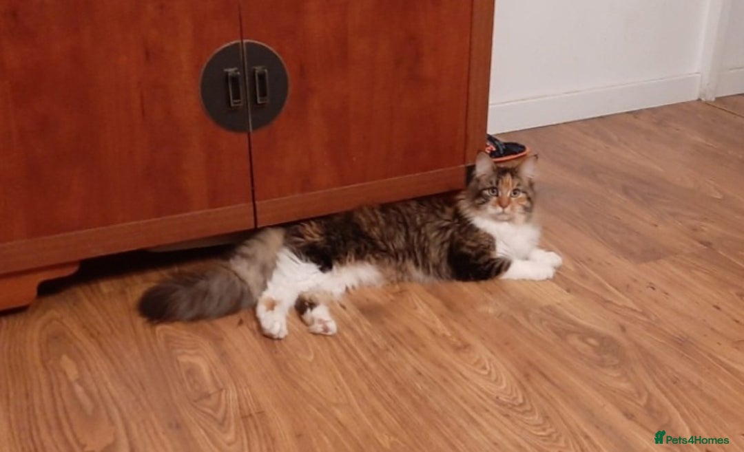 Maine Coon cats for sale: Beautiful Maine Coon kittens  - Image 18