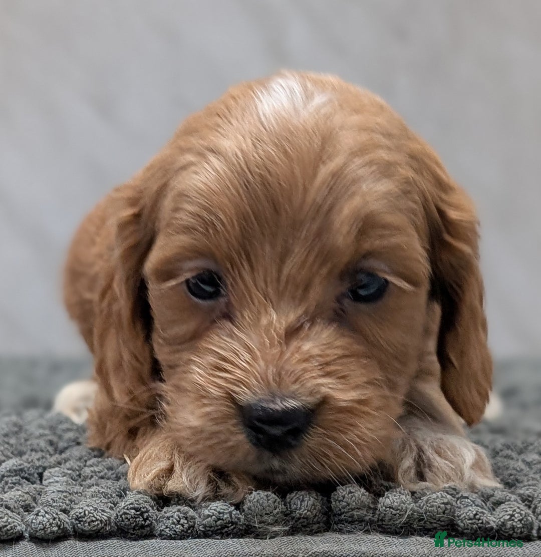 Cockapoo dogs for sale: Licensed breeder, health tested F1 cockapoo pups - Advert 15