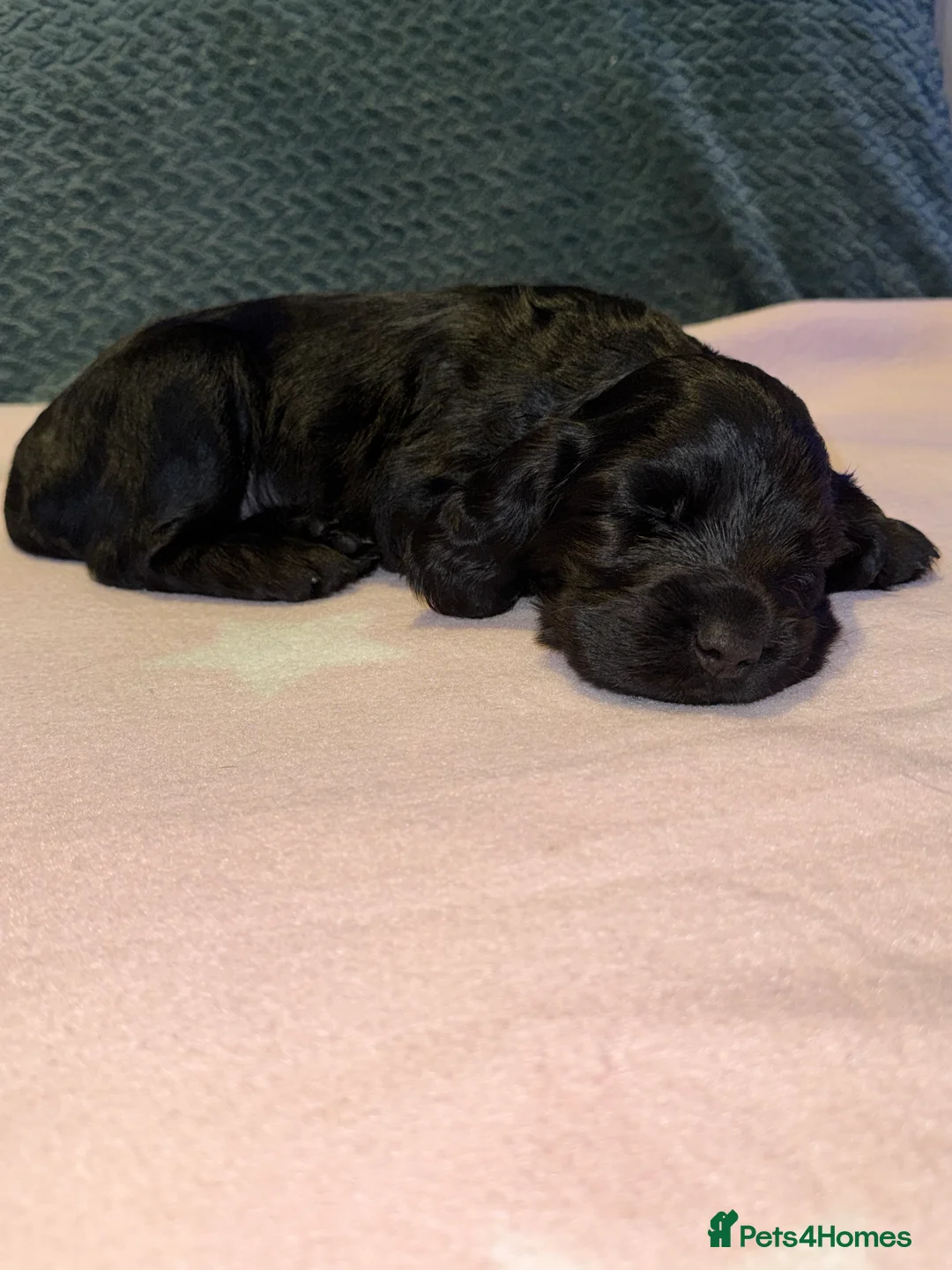 Cocker Spaniel dogs for sale: Adorable cocker spaniel puppies - Advert 38