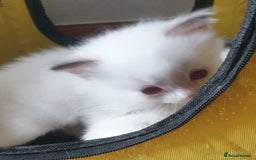 Ragdoll cats for sale: GCCF Chocolate Point with White Bi-color kittensur - Image 3