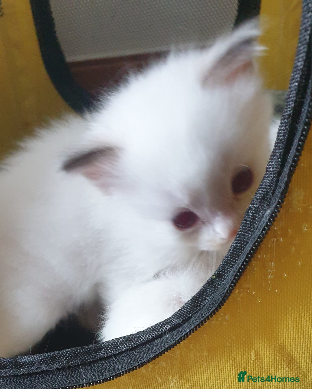 Ragdoll cats for sale: GCCF Chocolate Point with White Bi-color kittensur - Image 3