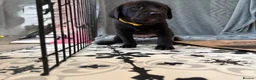 Mixed Breed dogs for sale: Labrador x staff - Advert 7