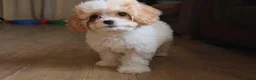 Cavapoochon dogs for sale: Extensively Health tested Ready to leave now 💕 - Advert 3
