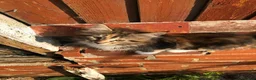 Maine Coon cats for sale: Stunning Maine Coon kittens ready for a new home. - Advert 24