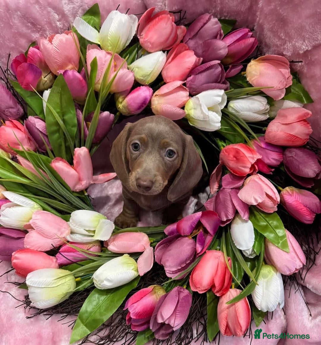 Miniature Dachshund dogs for sale: Miniature dachshunds - Advert 23