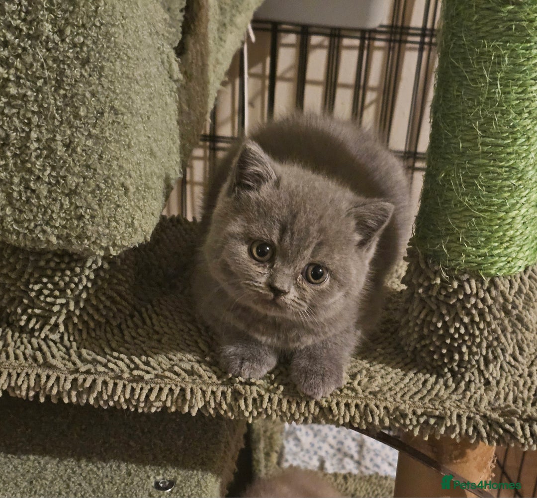 British Shorthair cats for sale: Pure british  shorthair  kittens  - Image 35