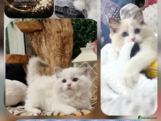 Ragdoll cats 🥇🏆🐆Exclusive kittens❤️✨️🏆Award winning cattery - Advert 4