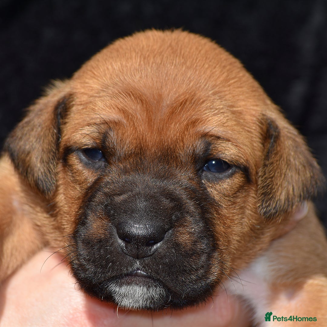 Belgian Shepherd Dog dogs for sale: Bullherders top working lines  - Image 18