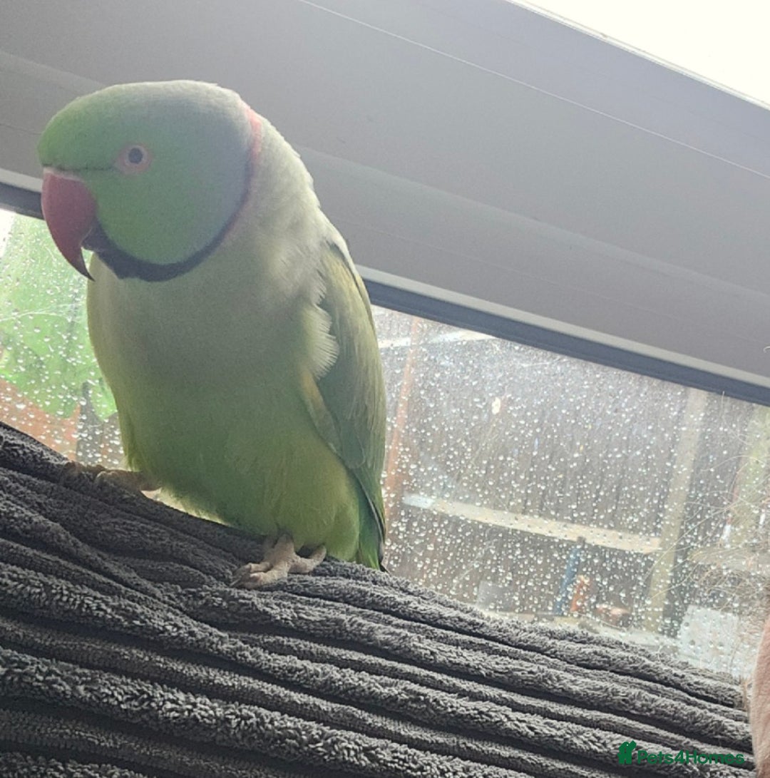 Ringnecks birds for sale: This is George! - Advert 4