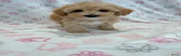 Maltipoo dogs for sale: Beautiful F1 Health Tested Maltipoo babies 💙🐾💖 - Advert 15