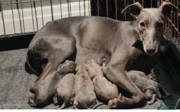 Whippet dogs for sale: Whippet Boy - Image 10