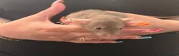 Rat rodents for sale: Baby Dumbo rats 6 x Boys 9 x Girls  - Advert 23