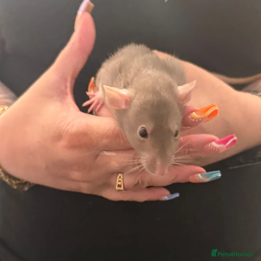 Rat rodents for sale: Baby Dumbo rats 6 x Boys 9 x Girls  - Advert 23