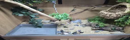 Corn Snake reptiles for sale: Corn Snake + Full Setup - Advert 5
