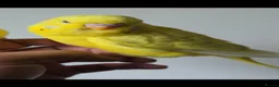 Budgerigars birds for sale: Coming Soon: Hand-Raised & Aviary Baby Birds! 🐦 - Advert 11