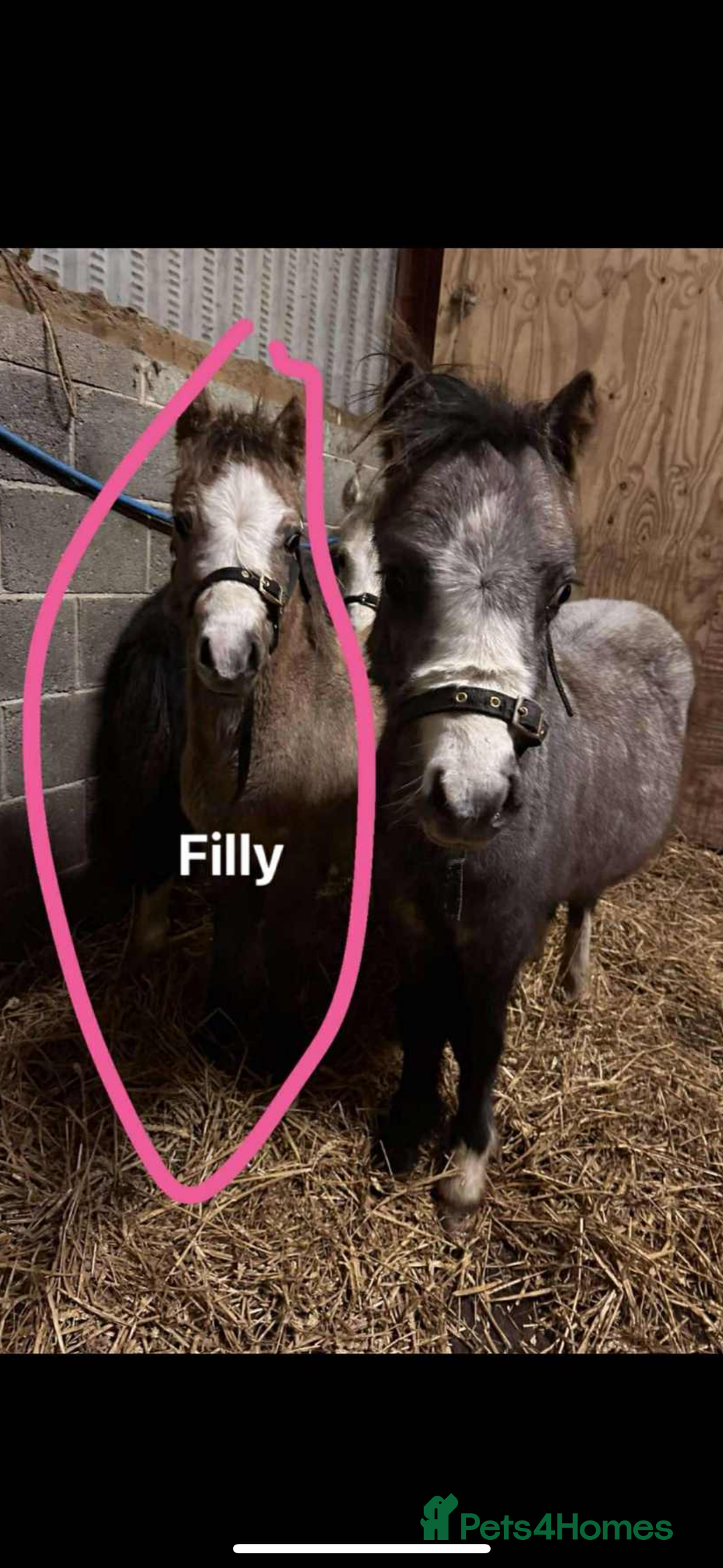 Welsh Section A horses for sale: Section A Foals, to Make Approx 12.2hh - Advert 7