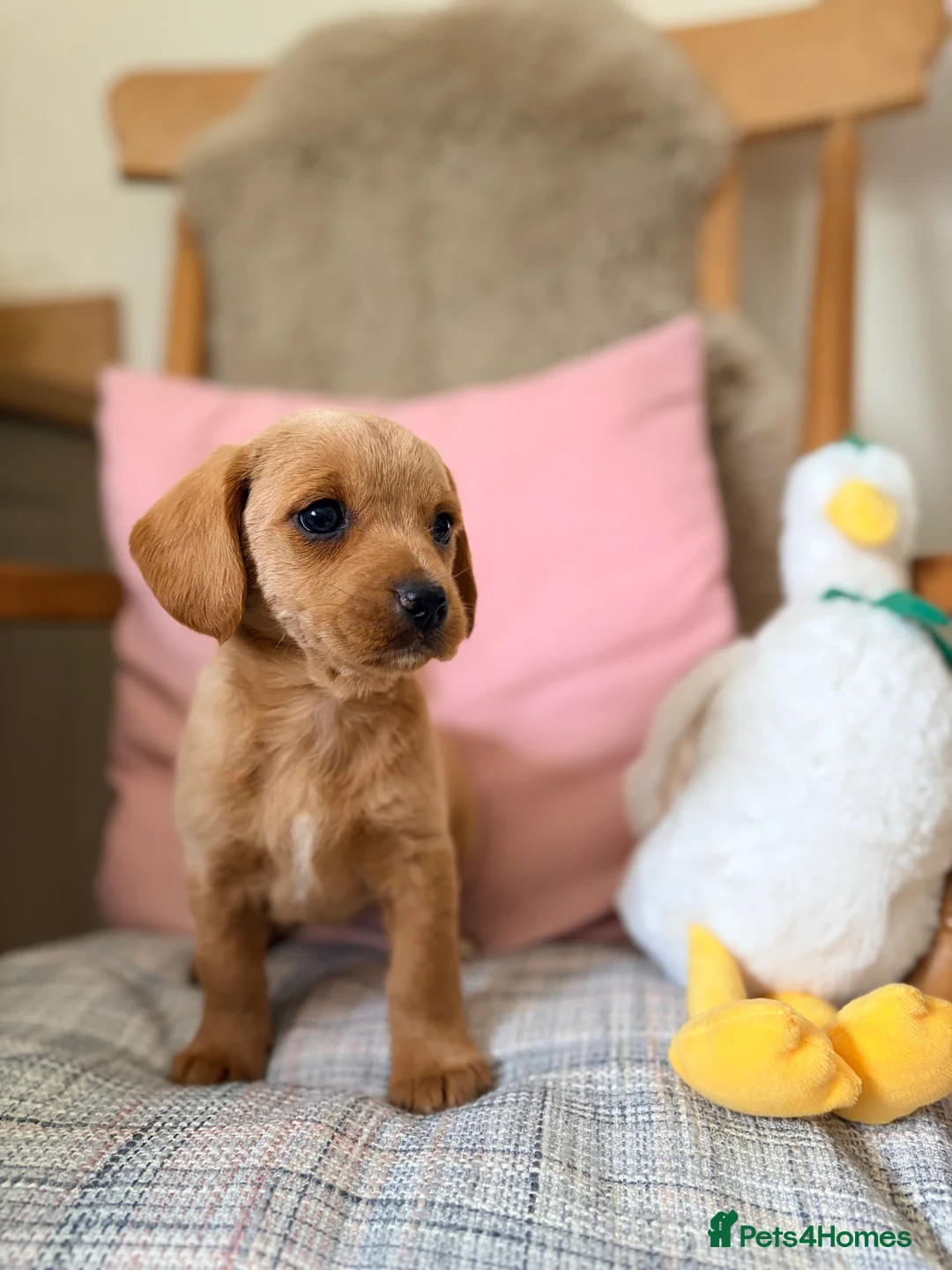 Mixed Breed dogs for sale: Beautiful Westiepoo Puppies - Advert 23