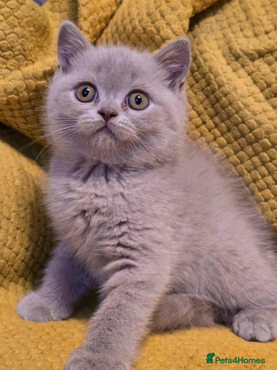 British Shorthair cats for sale: Pedigree, British Shorthair, TICA reg kittens - Image 10