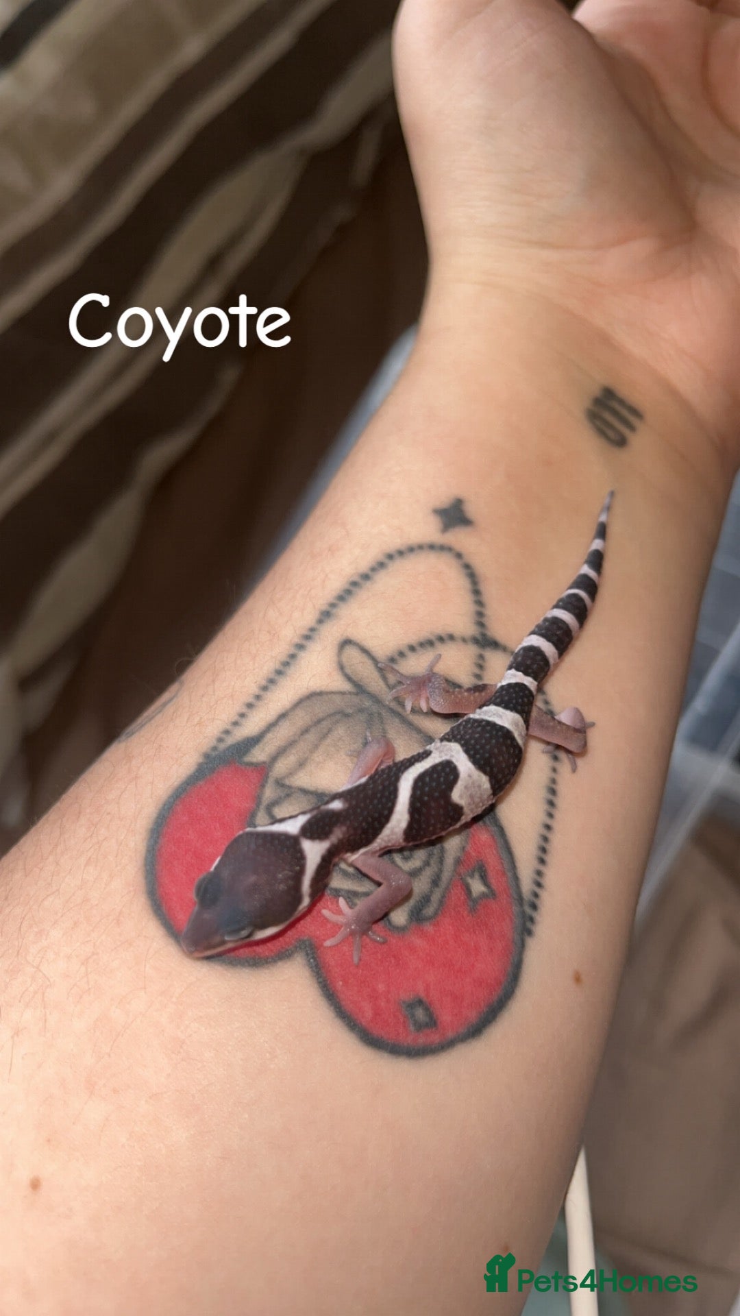 Gecko reptiles A range of leopard gecko and crested gecko babies - Advert 18