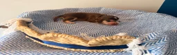 Cocker Spaniel dogs for sale: Outstanding KC registered Cocker Spaniel Puppies  - Advert 21