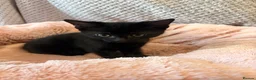 Domestic Shorthair cats for sale: Kittens for sale  - Advert 6