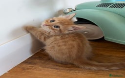 Mixed Breed cats for sale: 6 Beautiful long hair mixed kittens - ready 26/08 - Image 9