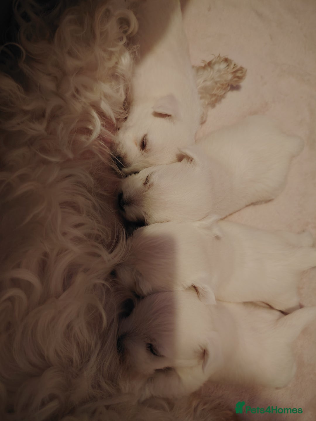 West Highland Terrier dogs for sale: West highland terrier puppies pedigree kc reg - Advert 3