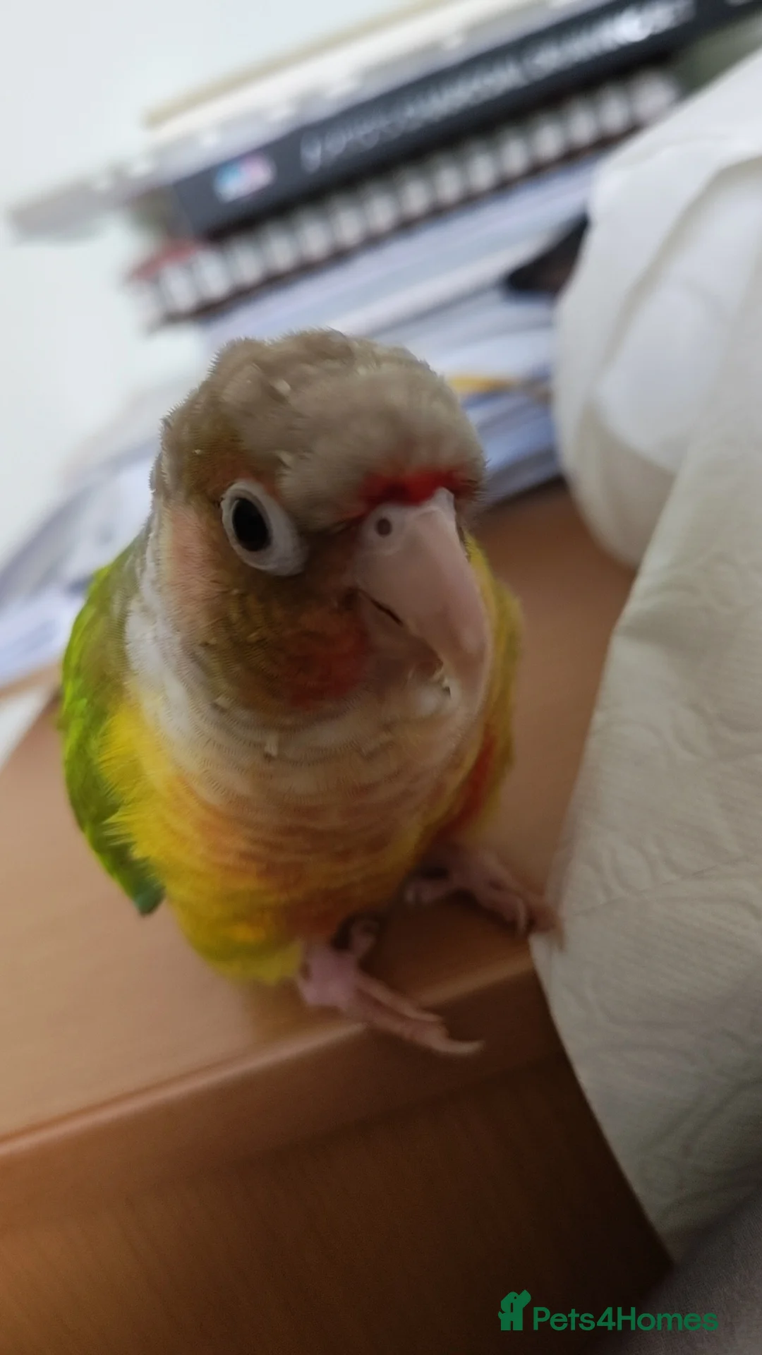 Conures birds for sale: Pineapple Green cheek conure baby  - Advert 3