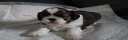 Shih Tzu dogs for sale: LOVELY SHIH TZU PUPPIES LIVER GENE  - Advert 2