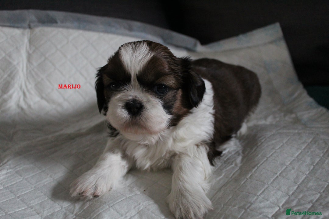 Shih Tzu dogs for sale: LOVELY SHIH TZU PUPPIES LIVER GENE  - Advert 2