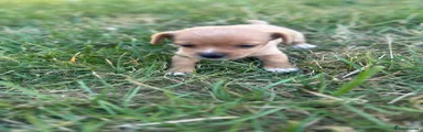 Mixed Breed 3