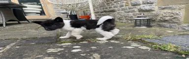 Akita 2