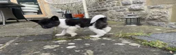Akita dogs for sale: Akita Puppies  in Buxton - Advert 16