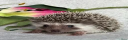 Pygmy Hedgehog rodents for sale: African Pygmy Hedgehog Ethically Bred Girl  - Advert 22