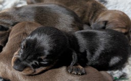 Miniature Dachshund dogs for sale: Quality KC / PRA Clear Minature Dachshund Puppies  - Image 8