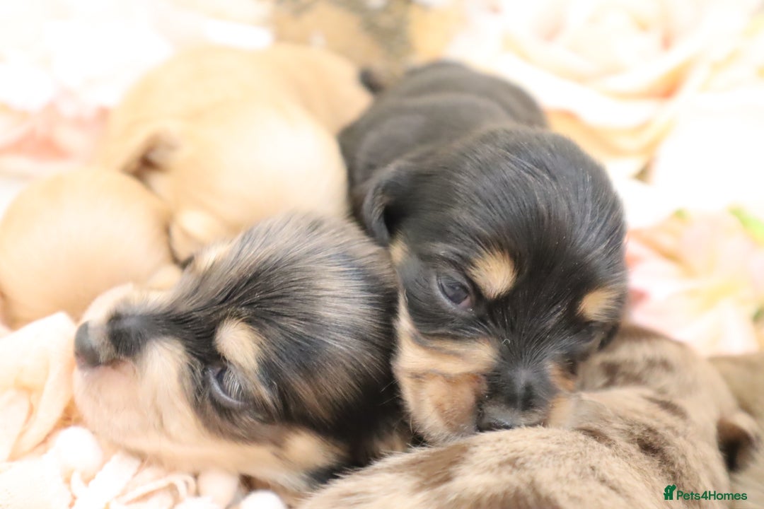 Miniature Dachshund dogs for sale: KC Longhair Miniature Dachshund Puppies - Image 11
