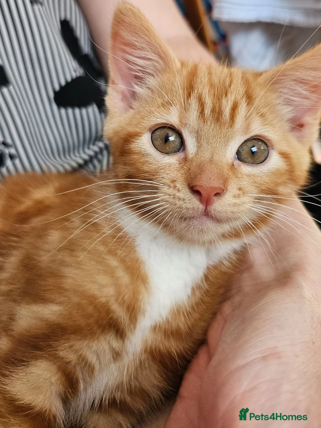 Mixed Breed cats for sale: Mixed Breed Kittens/Price Individual - Advert 16
