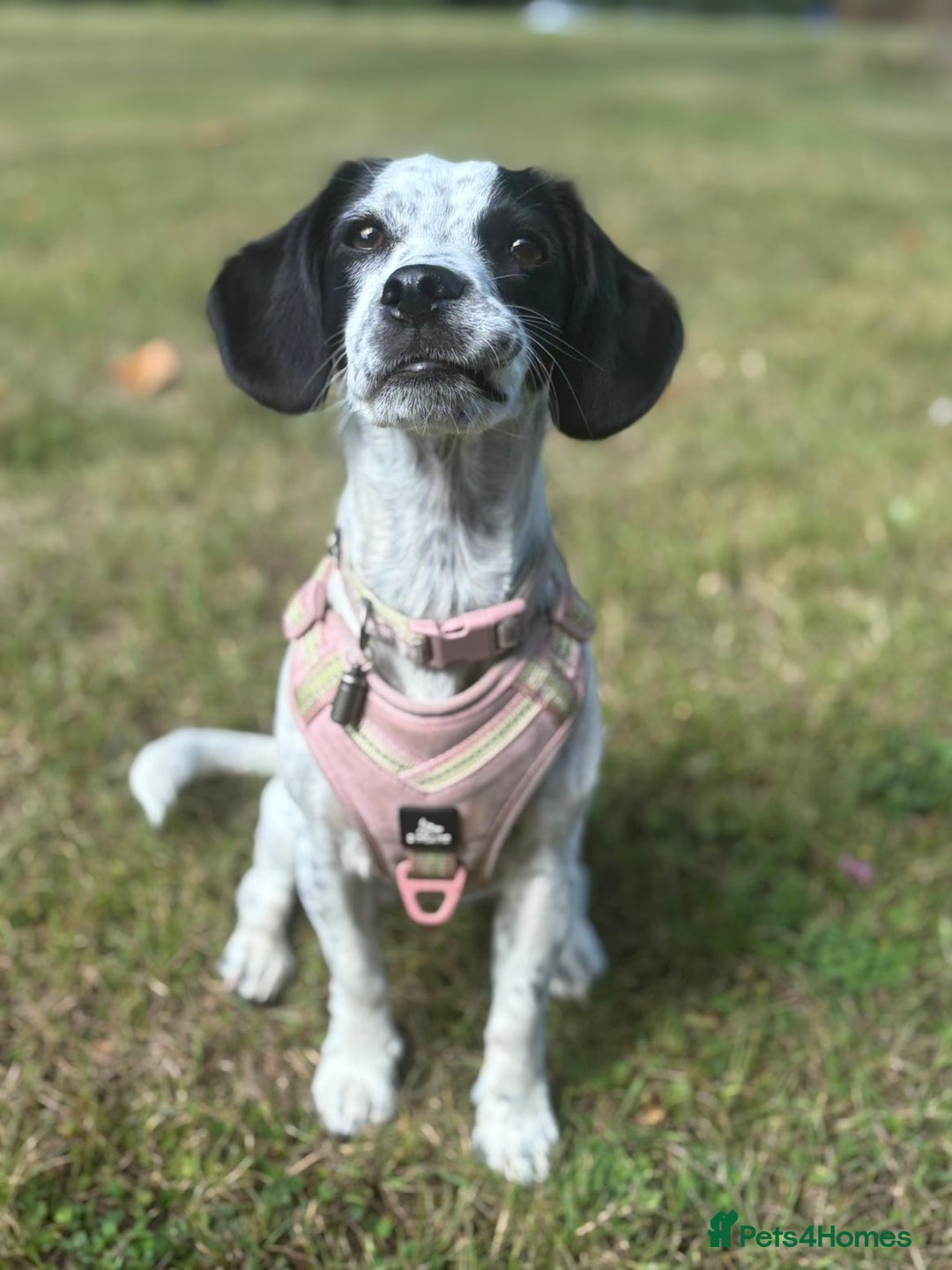 Mixed Breed dogs for sale: Mixed breed 1 year and 4 months old - Image 13