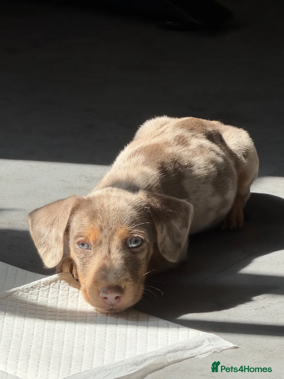 Miniature Dachshund dogs for sale: Miniature Dachshunds - Advert 2