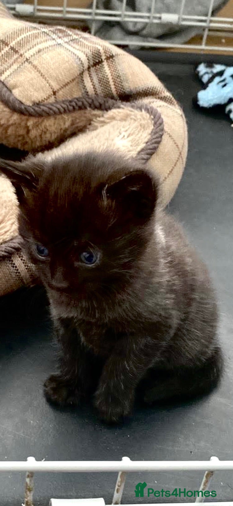 Mixed Breed cats 2 male kittens left - Advert 5