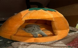 British Shorthair cats for sale: GCCF British Shorthair Kittens – Champion Lines - Image 5