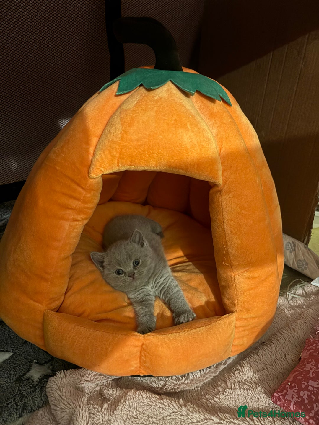 British Shorthair cats for sale: GCCF British Shorthair Kittens – Champion Lines - Image 5