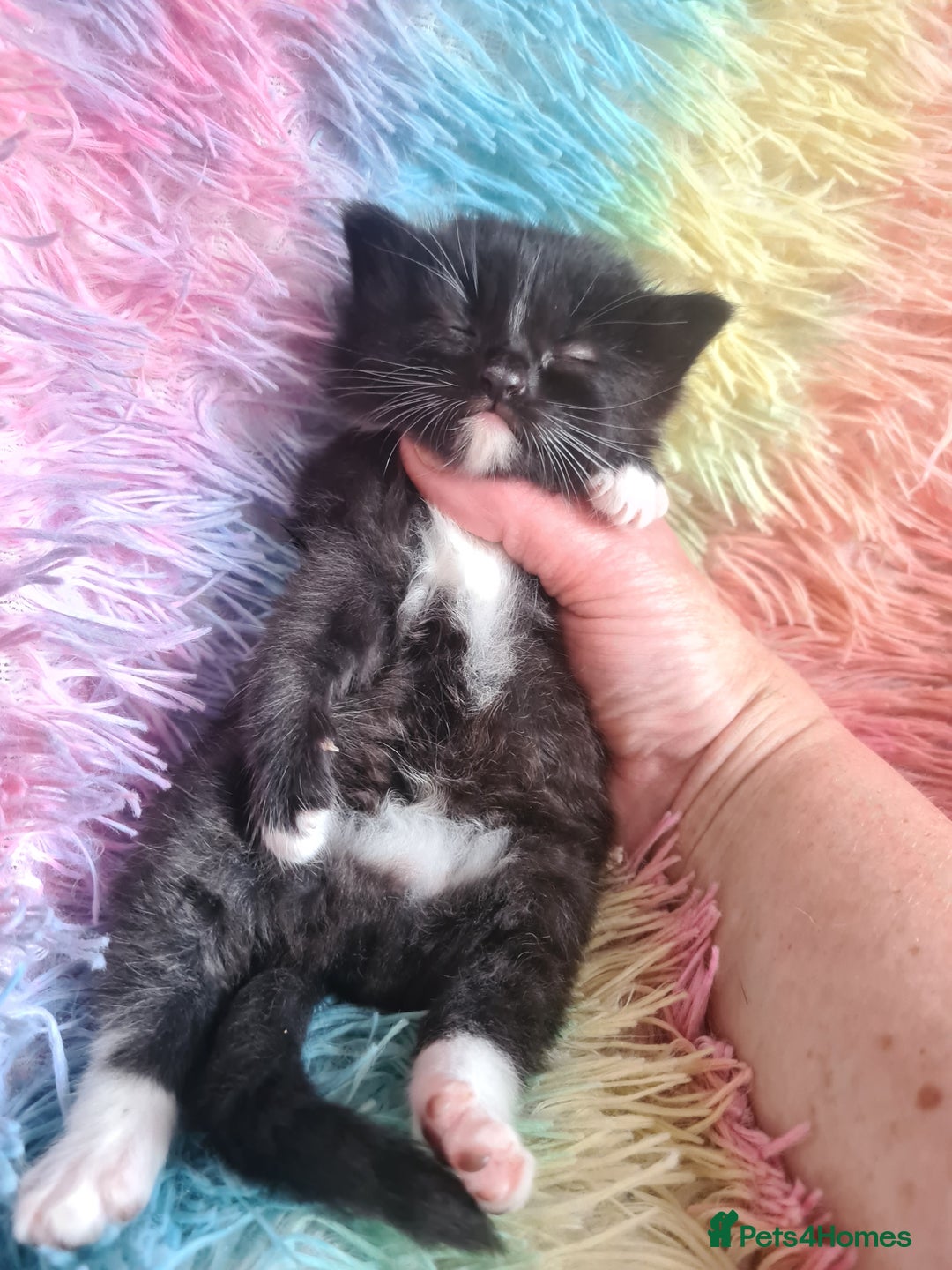 Mixed Breed cats for sale: 4 kittens for sale - Image 7