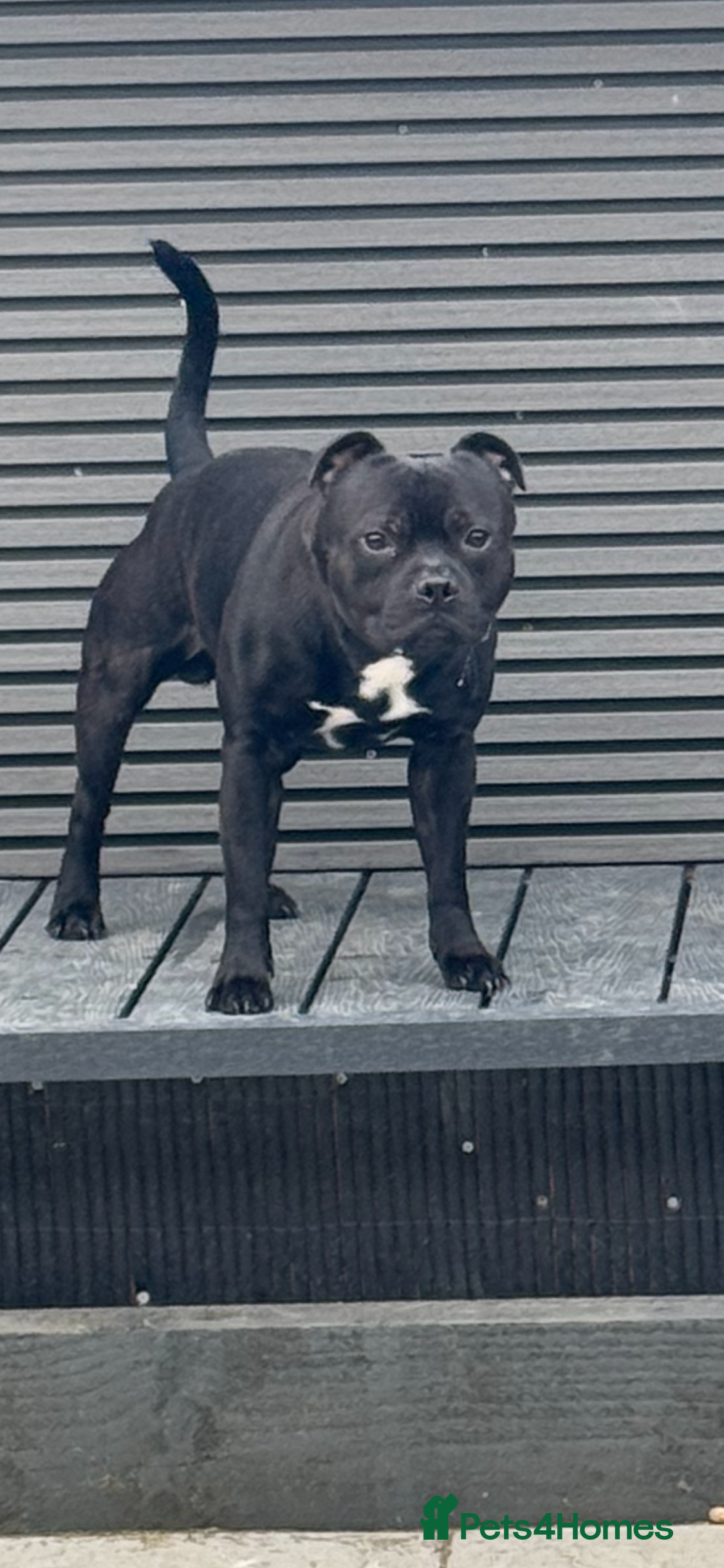 Staffordshire Bull Terrier dogs Arther - Advert 5