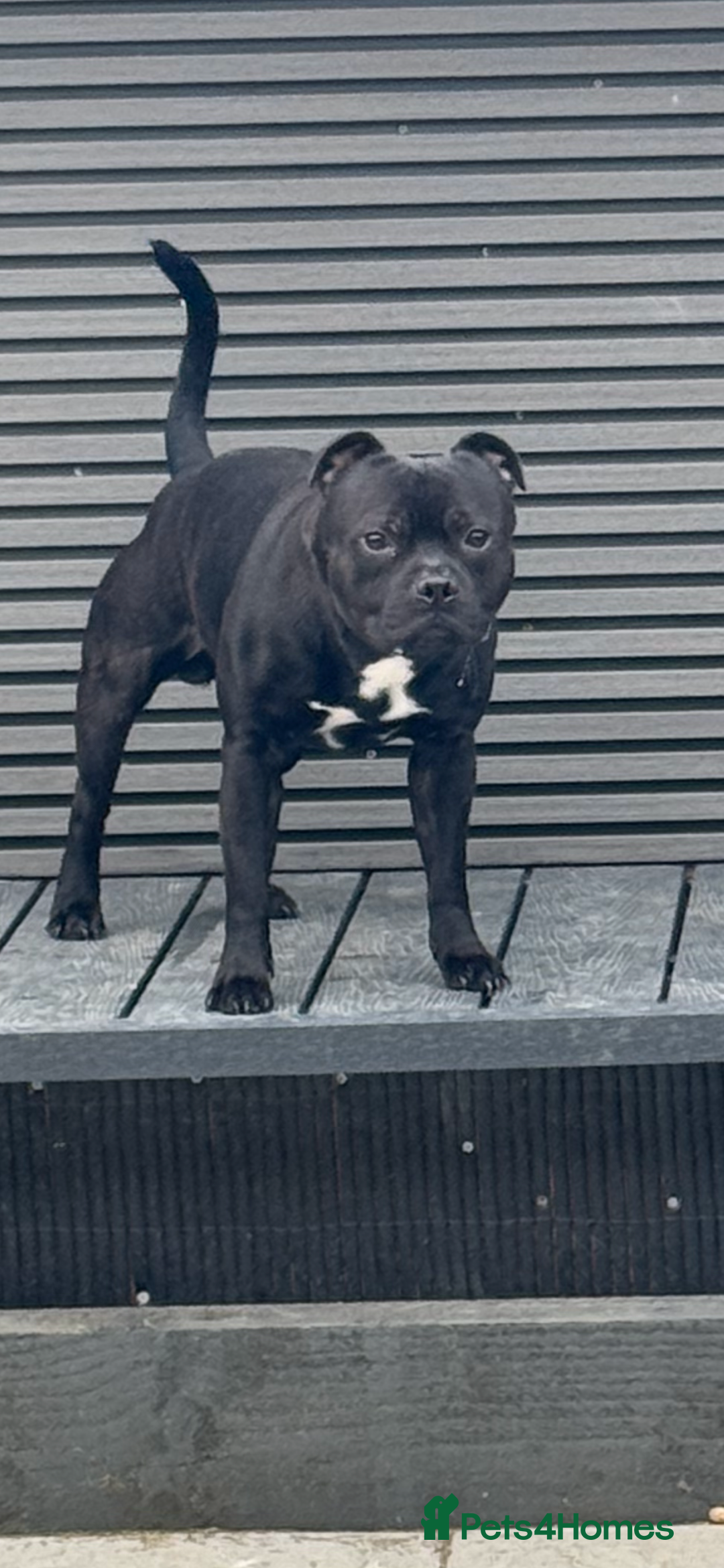 Staffordshire Bull Terrier dogs for stud: Arther - Image 1